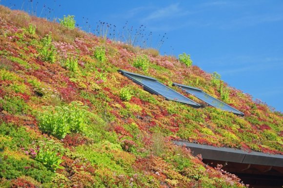 Professionnel pour la création d’un toit végétalisé en milieu urbain Replonges et Saint‑Fons