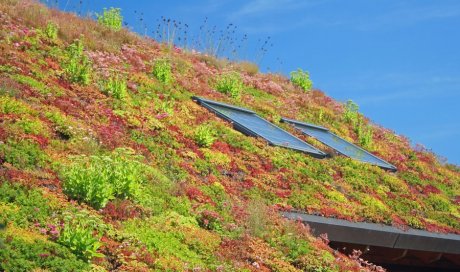 Professionnel pour la création d’un toit végétalisé en milieu urbain Replonges et Saint‑Fons