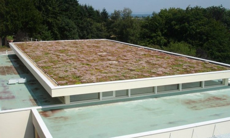 Dazy Saint-Fons et Replonges - Entreprise de toitures végétalisées